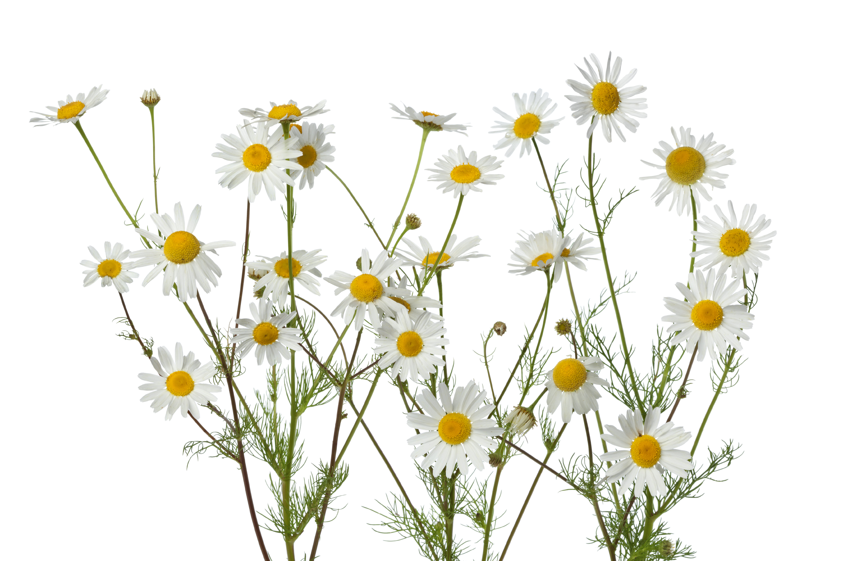 a peek at german chamomile