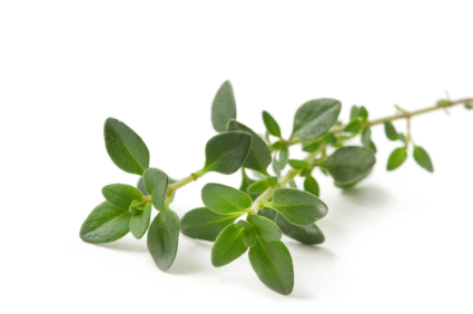 wisdom in brief: thyme