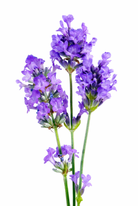 lavender tall