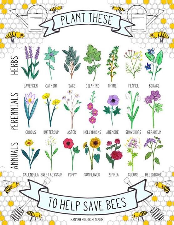 Plants for the Bees