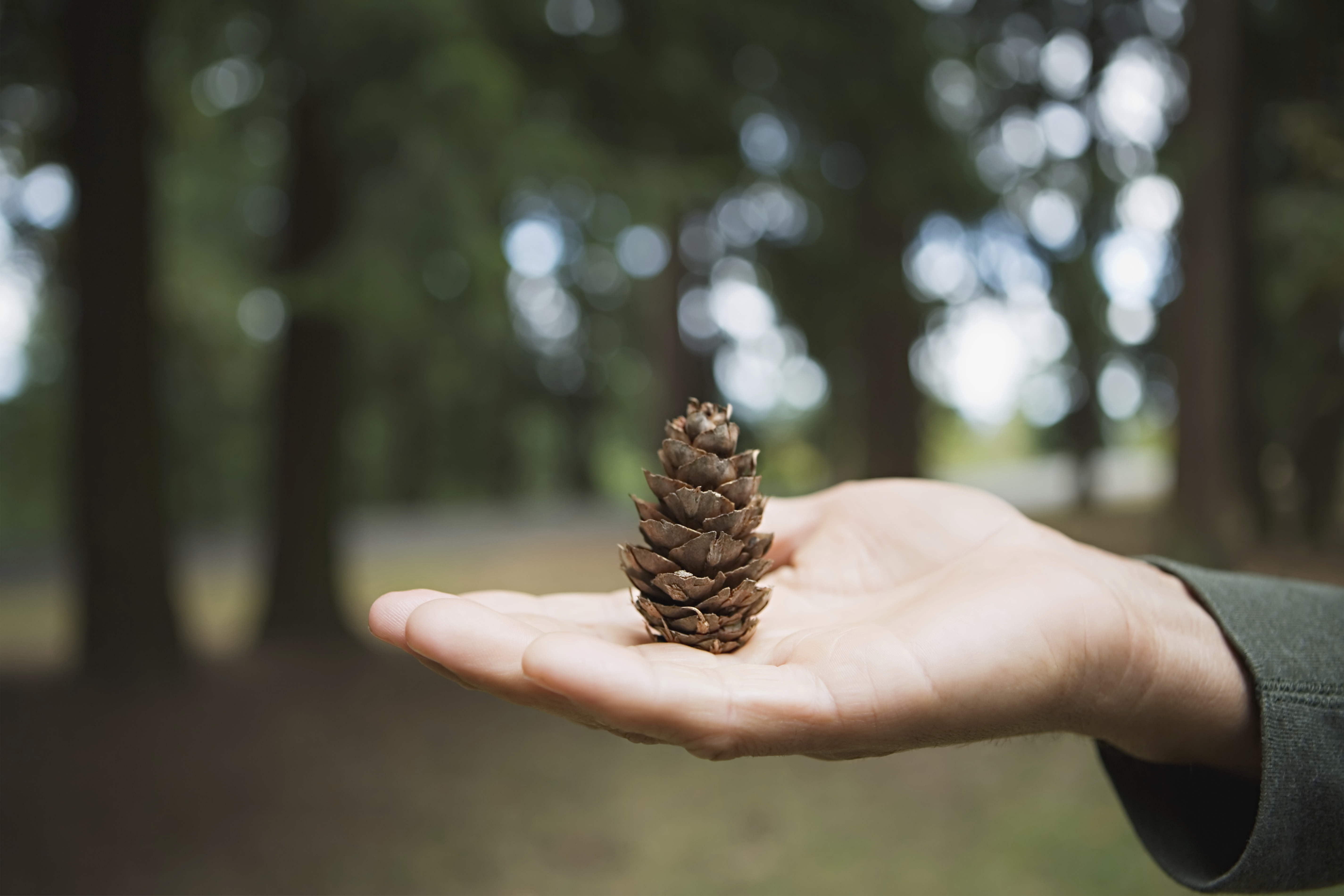 Pine Cone Fire Starters