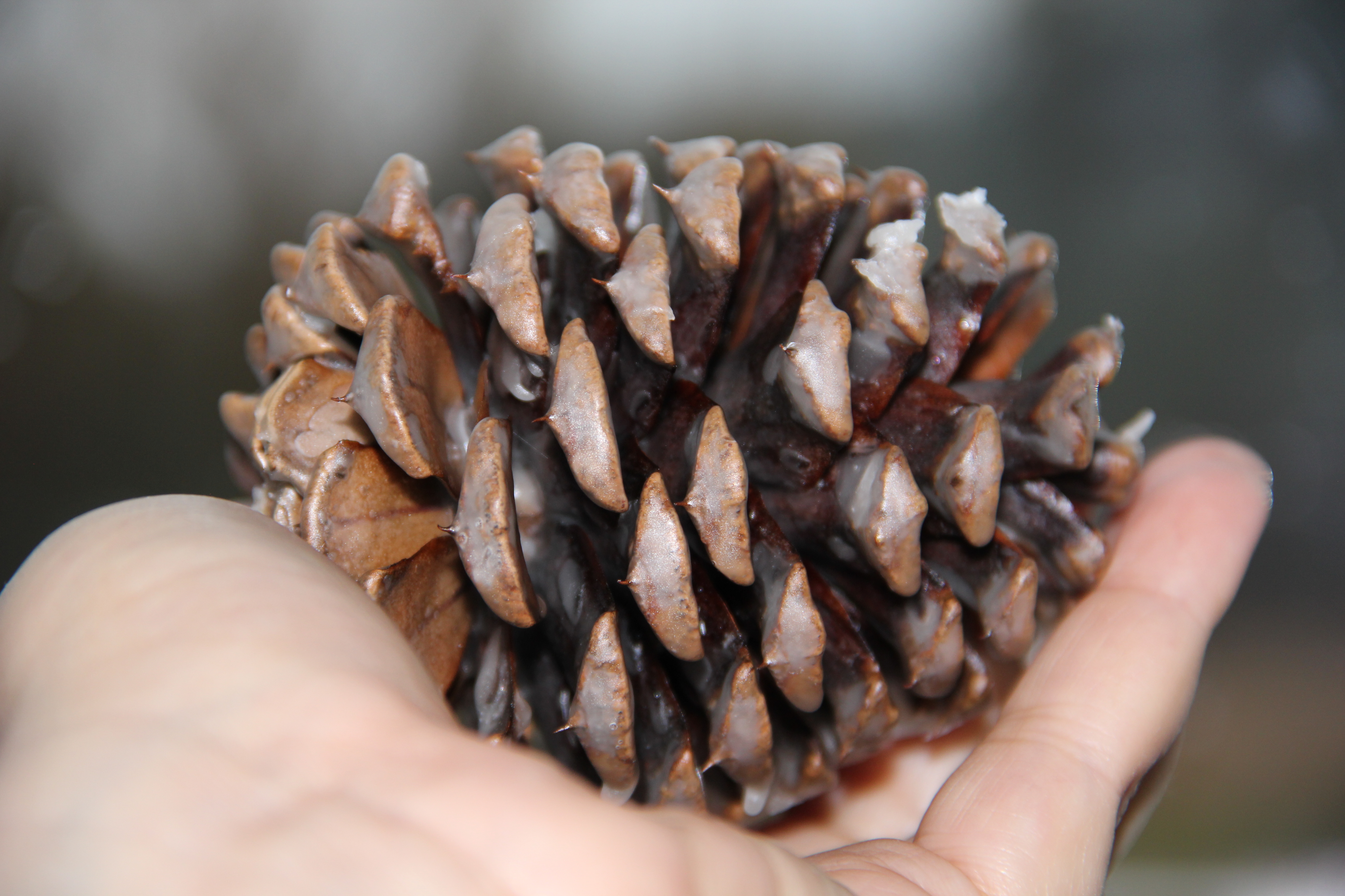 the winter workhorse pine cone fire starter