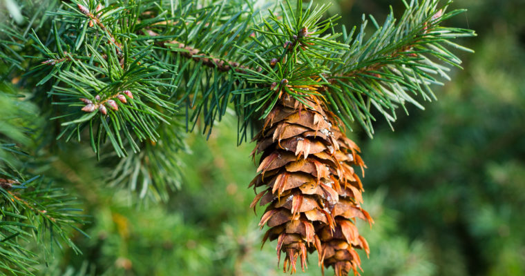 Holiday Vodka Infused with Douglas Fir Spring Tips Tea