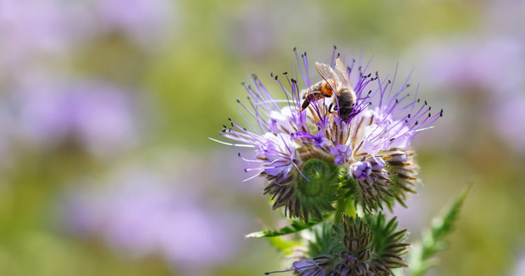 The Sweetest Sound: National Geographic on Flowers Responding to Pollinators’ Sounds