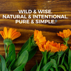 calendula on wooden background with words wild and wise, natural and intentional, pure and simple